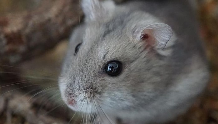 Can Hamsters Sense Sadness?